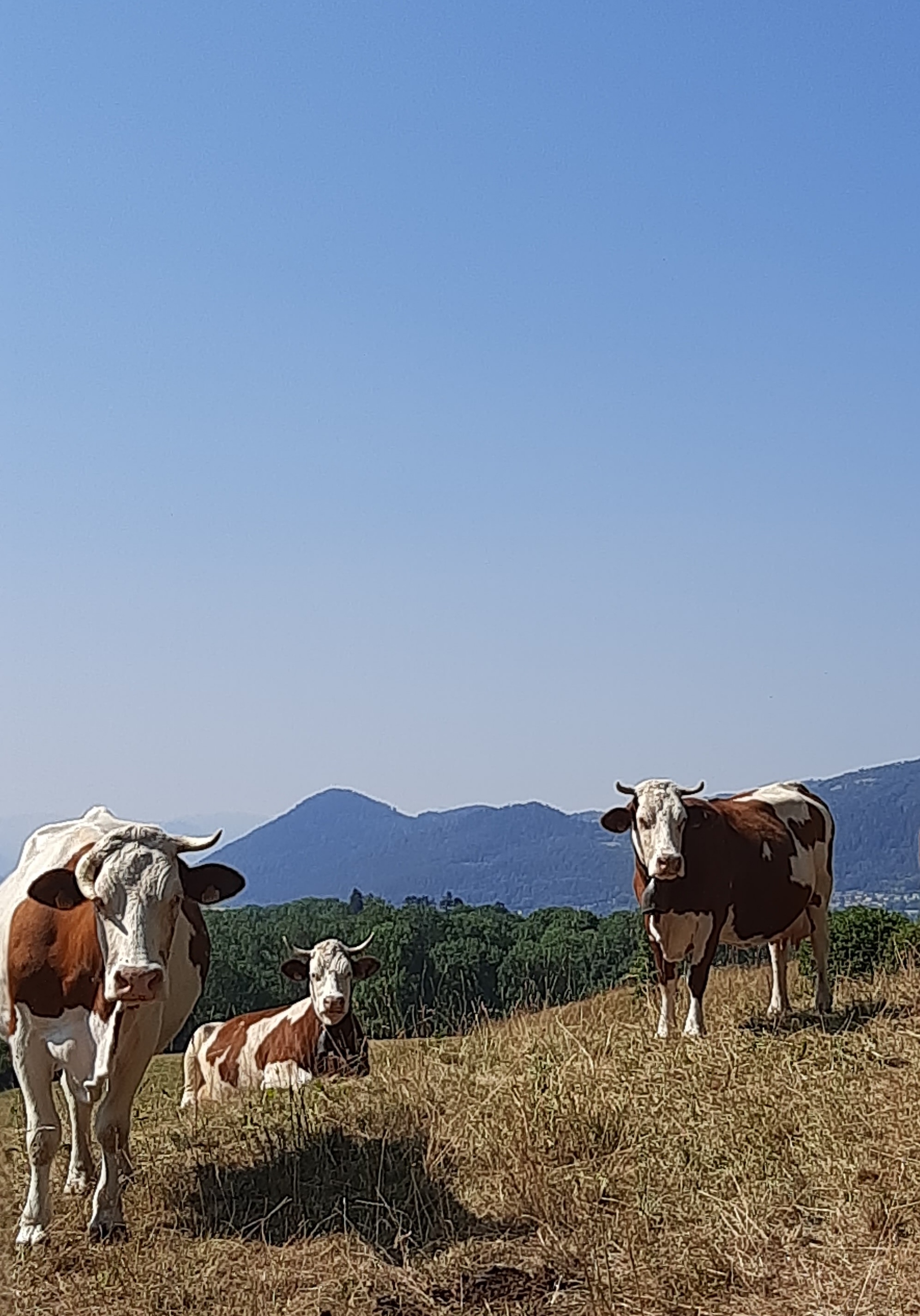 Troupeau GAEC Normand